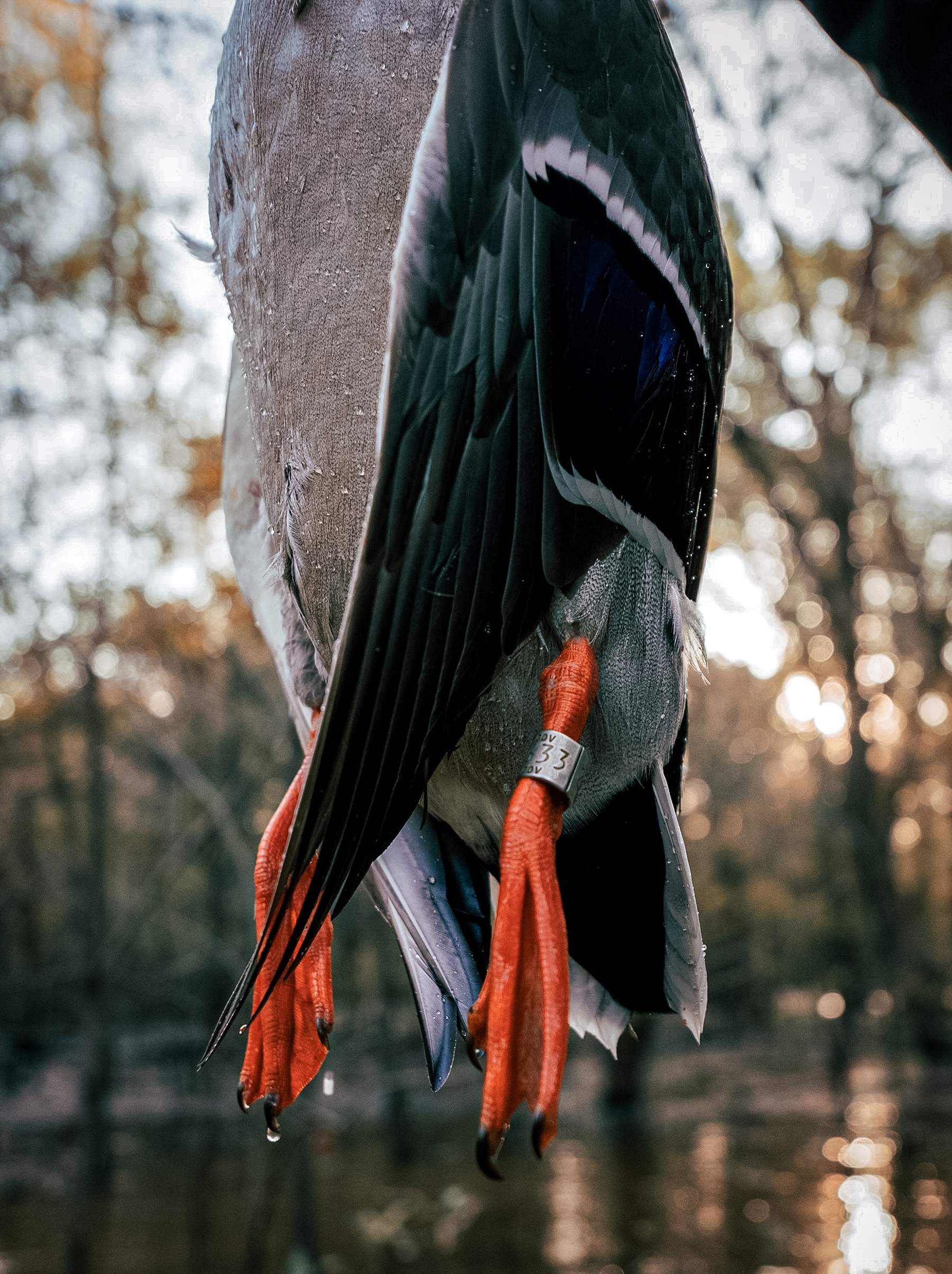 a banded mallard hanging from a tree
