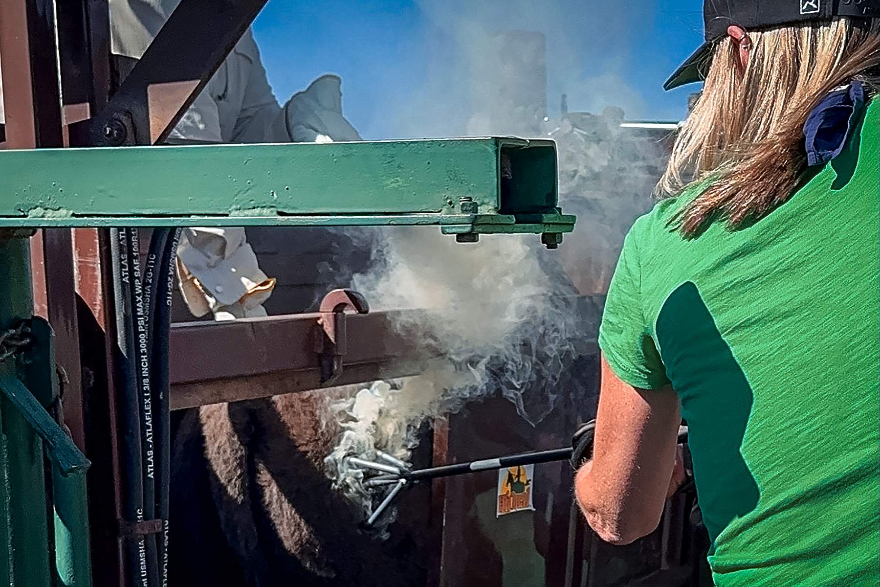a woman branding a bison calf