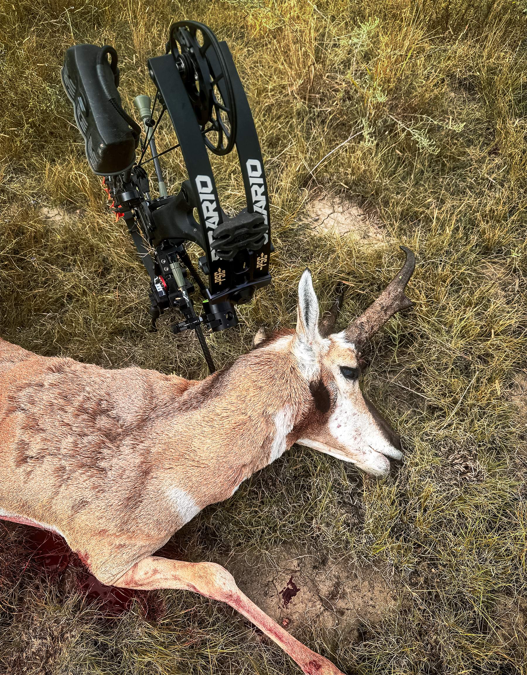 pronghorn antelope buck