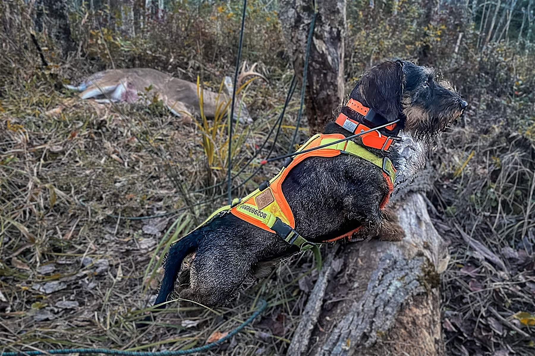 jaeger the deer tracking dog