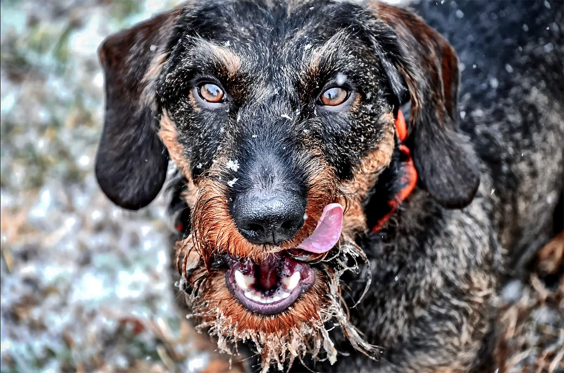 jaeger the deer tracking dog