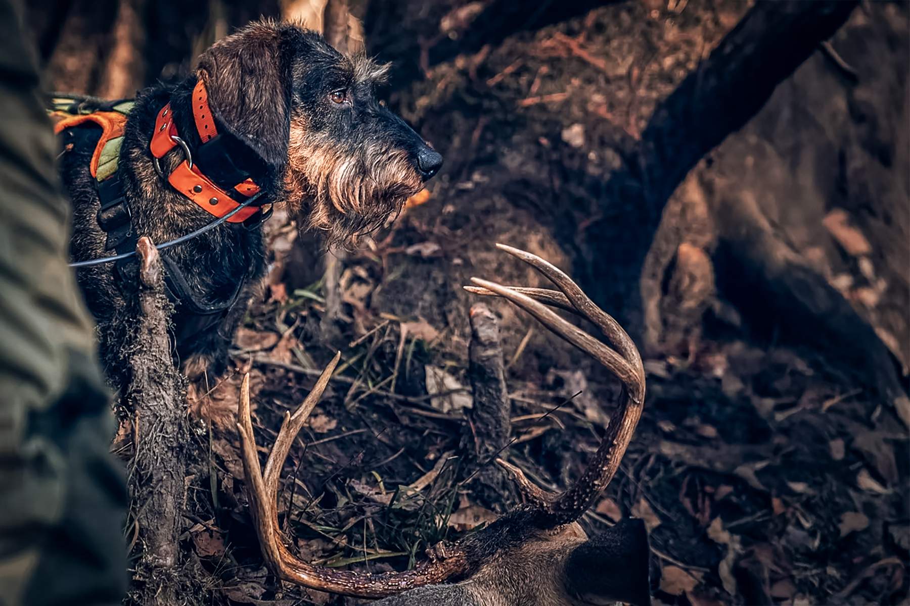 jaeger the deer tracking dog with a buck
