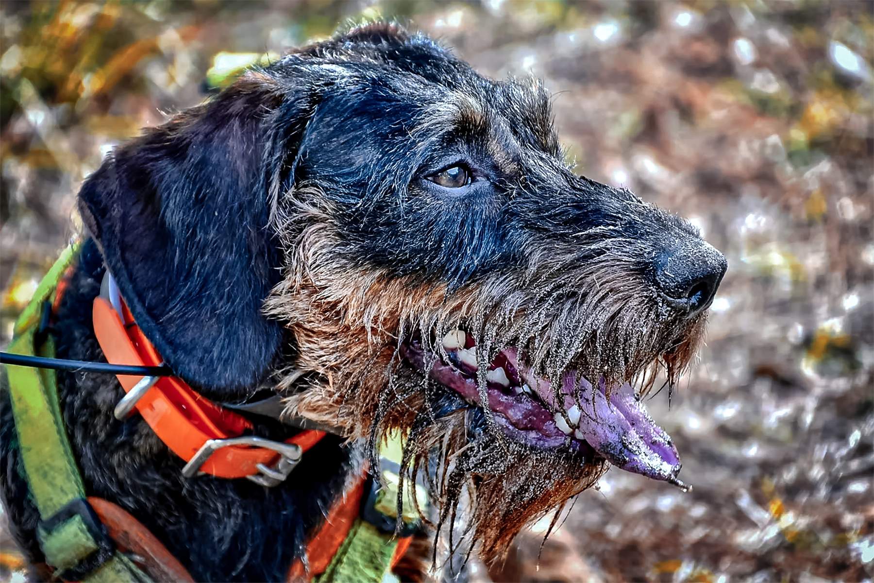 jaeger the deer tracking dog