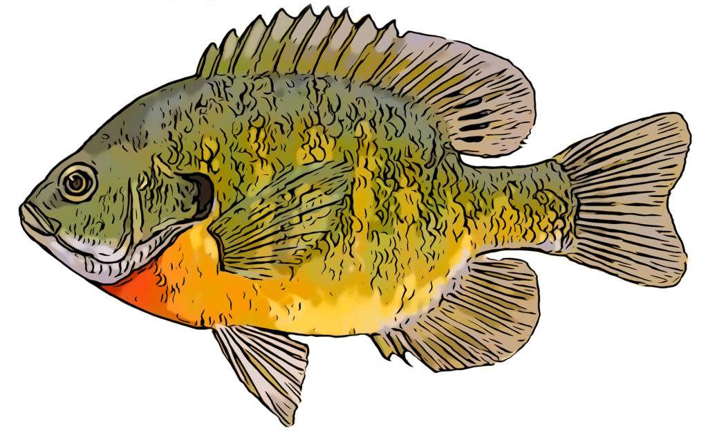 Bluegill fishing - The Trill of the Gill pic 1