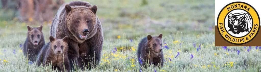Three Grizzly Bears Killed in Montana