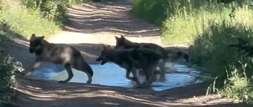 Colorado Relocating Problem Wolves