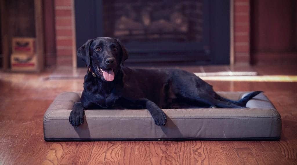 Winchester Pet King Buck After-Hunt Bed